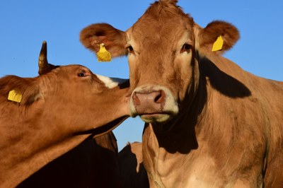 Kiss the Cow StoryWalk FUNday at the Jerseyville Public Library